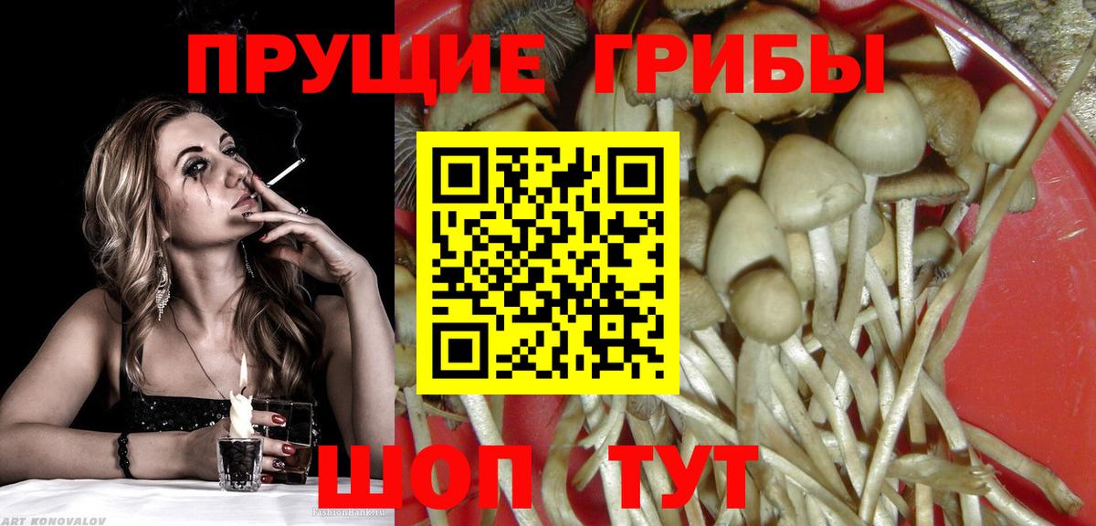 Галлюциногенные грибы Psilocybine cubensis Торжок